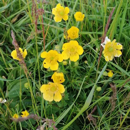 דירה Milmari P39