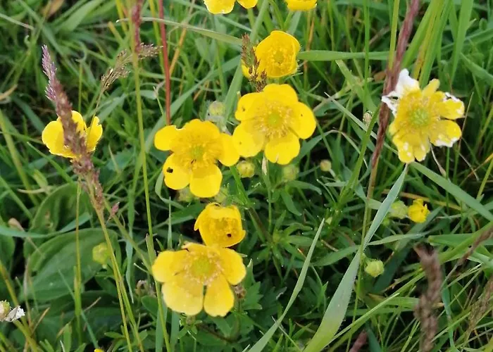 Apartman Milmari P39